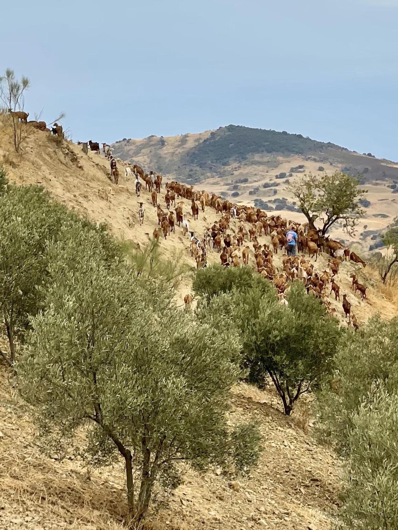 Finca El Sueno Andaluz Вильянуэва-де-ла-Консепсьон Экстерьер фото